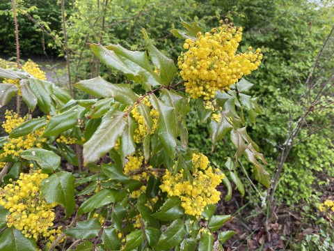 Mahonia aquifolium  (tall Oregon grape)