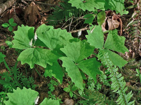Achlys triphylla (vanilla leaf)