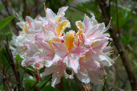 Rhododrendron occidentale   (Western azalea)