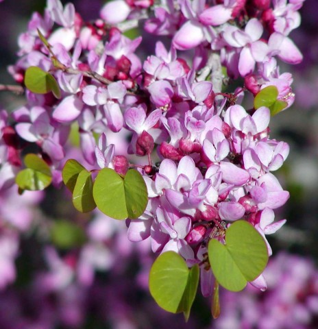 Cercis orbiculata (Western redbud)