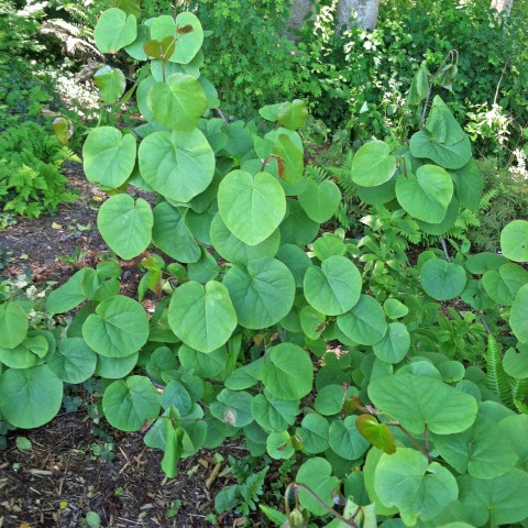 Cercis orbiculata (Western redbud)