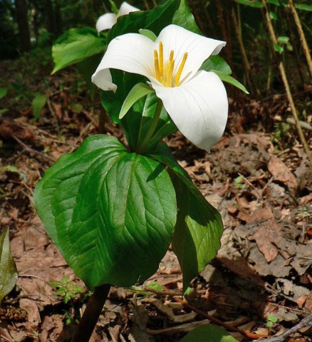 Trillium ovatum (western trillium)