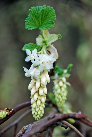 Ribes sanguineum  'White Icicle'