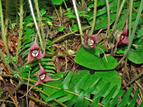 Asarum caudatum (Western wild ginger)