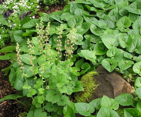 Asarum caudatum (Western wild ginger)