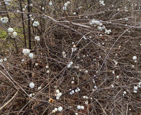 White berries on bare branches.