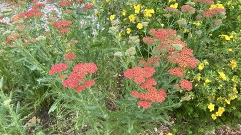 Achillea millefolium (yarrow) - cultivar