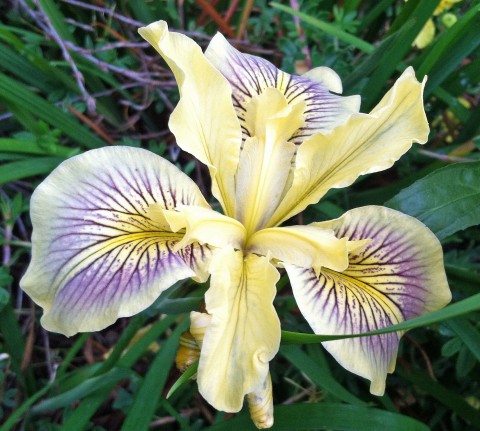 Iris tenax   (tough-leaf iris)