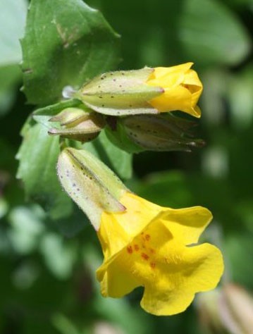 Mimulus guttatus  (yellow monkeyflower)