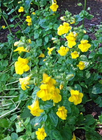 Mimulus guttatus  (yellow monkeyflower)