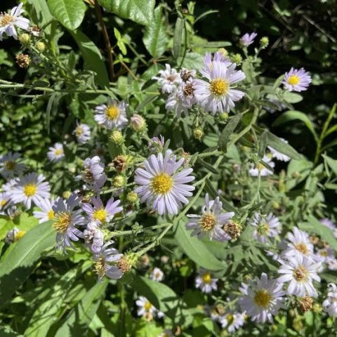 Pacific aster (Aster chilensis)