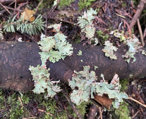 Ragbag lichen (<em>Platismatia glauca</em>)