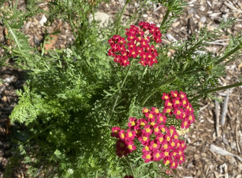 Achillea millefolium (yarrow)