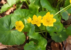 Marsh marigold (Caltha palustris)