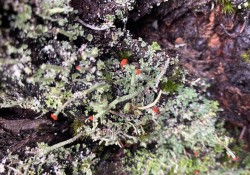 British soldiers (<em>Cladonia transcendens</em>)