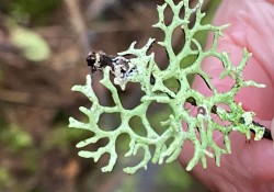 Forking bone lichen (<em>Hypogymnia imshaugii</em>)