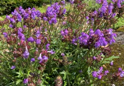 Self-heal 'Magdalena' 