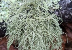 <em>Usnea</em> (with ragbag lichen behind it)