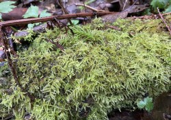 Oregon beaked moss (<em>Kindbergia oregana</em>)