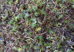 Juniper haircap moss (<em>Polytrichum juniperinum</em>)