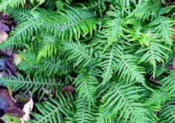 Polypodium glycyrrhiza  (licorice fern)