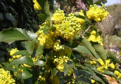 Mahonia nervosa   (Cascade Oregon grape)