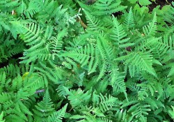 Gymnocarpium dryopteris   (oak fern)
