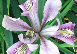 Iris tenax   (tough-leaf iris)