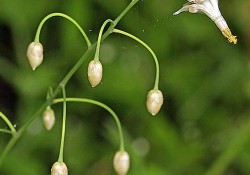 <em>Vancouveria hexandra</em>   (American barrenwort)