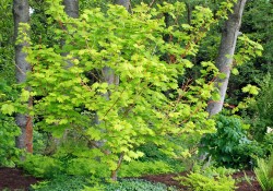 Acer circinatum 'Pacific Fire'    (vine maple)