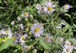 Pacific aster (Aster chilensis)