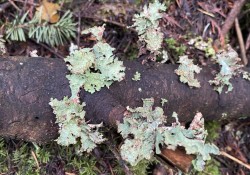 Ragbag lichen (<em>Platismatia glauca</em>)