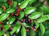 Vaccinium ovatum  (evergreen huckleberry)