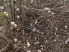 White berries on bare branches.